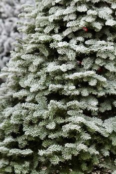 Flocked Christmas Tree with multi colors.