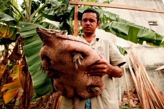 eunapolis, bahia / brazil - december 1, 2009: Armadillo peba weighing 16 kg is seen in the hands of a breeder in the city of Eunapolis.