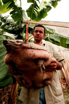 eunapolis, bahia / brazil - december 1, 2009: Armadillo peba weighing 16 kg is seen in the hands of a breeder in the city of Eunapolis.