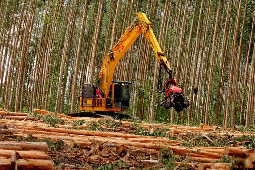 eunapolis, bahia / brazil - november 26, 2010: Harvester is seen cutting eucalyptus trees for pulp production in a factory in the city of Eunapolis.