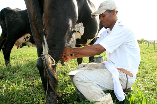 eunapolis, bahia / brazil - may 11, 2009: Reginaldo Silva, a farmer, is seen doing manual milking on his farm in Eunapolis.