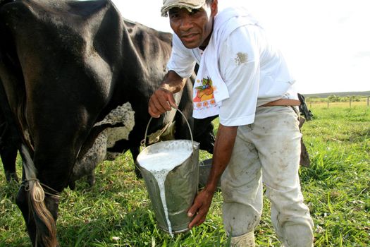 eunapolis, bahia / brazil - may 11, 2009: Reginaldo Silva, a farmer, is seen doing manual milking on his farm in Eunapolis.