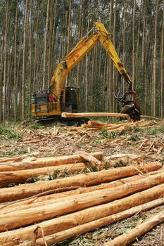 eunapolis, bahia, brazil - july 30, 2008: harvesting machine felling trees in eucalyptus plantation for pulp production in southern Bahia.