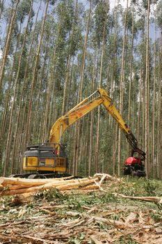 eunapolis, bahia, brazil - july 30, 2008: harvesting machine felling trees in eucalyptus plantation for pulp production in southern Bahia.