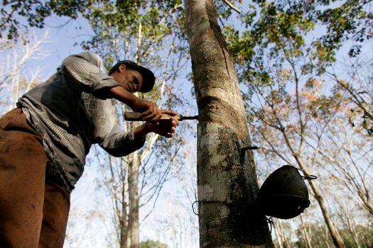 itabela, bahia, brazil - july 9, 2009: extraction of latex from a rubber tree on a plantation in the city of Itabela in southern Bahia.