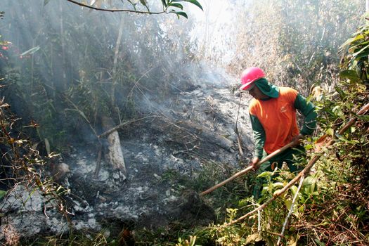 prado, bahia / brazil - december 8, 2009: brigade members fight forest fire in native forest in the Discovery National Park, in the municipality of Prado. 