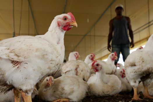 eunapolis, bahia / brazil - october 23, 2009: Raising chicken on a farm in the city of Eunapolis.




