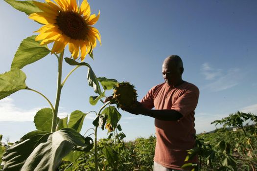 eunapolis, bahia / brazil - november 30, 2009: Sunflower plantation in the city of Eunapolis.