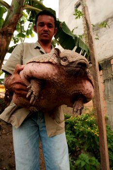 eunapolis, bahia / brazil - december 1, 2009: Armadillo peba weighing 16 kg is seen in the hands of a breeder in the city of Eunapolis.