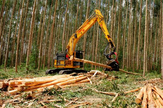 eunapolis, bahia / brazil - november 26, 2010: Harvester is seen cutting eucalyptus trees for pulp production in a factory in the city of Eunapolis.