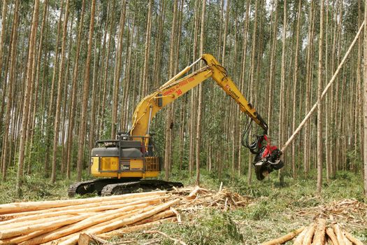 eunapolis, bahia, brazil - july 30, 2008: harvesting machine felling trees in eucalyptus plantation for pulp production in southern Bahia.