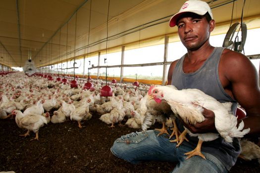 eunapolis, bahia / brazil - october 23, 2009: Raising chicken on a farm in the city of Eunapolis.




