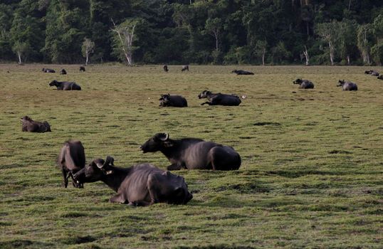 porto seguro, bahia / brazil - december 30, 2009: buffalo breeding on a farm in the municipality of Porto Seguro.