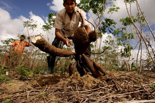 eunapolis, bahia, brazil - august 4, 20101: Farmer is seen during Cassava harvesting for flour production in the city of Eunapolis.