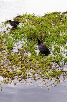 Common moorhen in natural habitat on South Padre Island, TX.