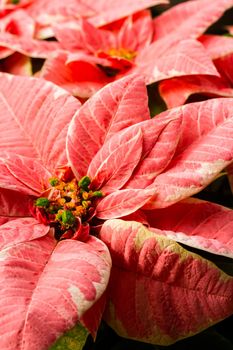 Bright poinsettias for the Christmas/holiday season.