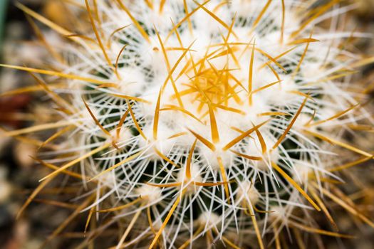 Close up of a small cactus. Most cacti live in habitats subject to at least some drought.