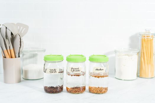Day 1. Growing organic sprouts in a mason jar with sprouting lid on the kitchen counter.