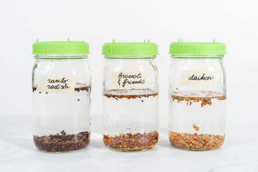 Day 1. Growing organic sprouts in a mason jar with sprouting lid on the kitchen counter.