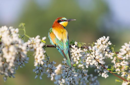 beautiful wild bird on a flowering branch, beauty of the wild