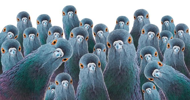crowd of pigeons looking at camera isolated on white, mind control