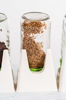 Day 3. Growing organic sprouts in a mason jar with sprouting lid on the kitchen counter.