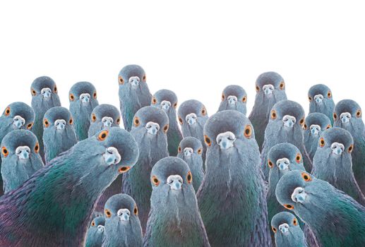 many pigeons looking at the camera isolated on white, mind control