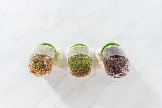 Day 6. Flat lay. Growing organic sprouts in a mason jar with sprouting lid on the kitchen counter.