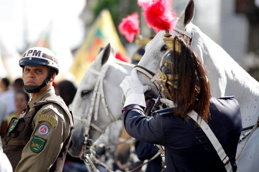 salvador, bahia / brazil - july 2, 2015: horse and rider of the Bahia Military Police seen the Bahia independence parade in the city of Salvador.