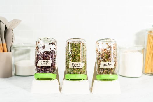 Day 6. Growing organic sprouts in a mason jar with sprouting lid on the kitchen counter.