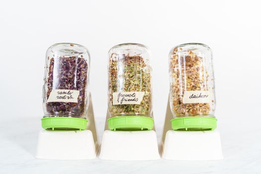 Day 5. Growing organic sprouts in a mason jar with sprouting lid on the kitchen counter.