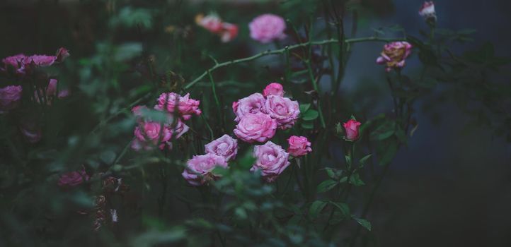 Growing rose bush with pink flowers and green leaves, summer day