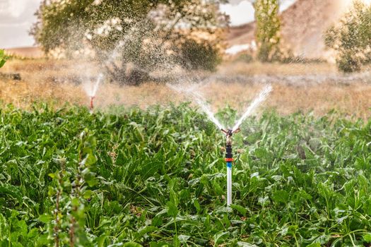 Automatic Sprinkler irrigation system watering in the vegetable farm