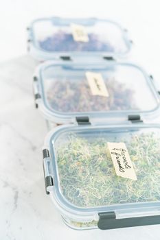 Day 6. Packaging freshly harvested organic sprouts into a glass container lined with paper towels.