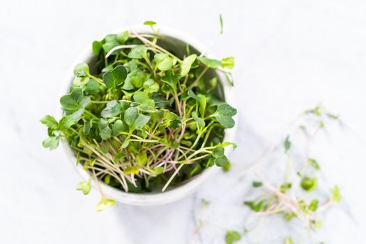 Freshly harvested radish microgreens in a bowl.