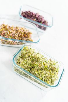 Day 6. Packaging freshly harvested organic sprouts into a glass container lined with paper towels.