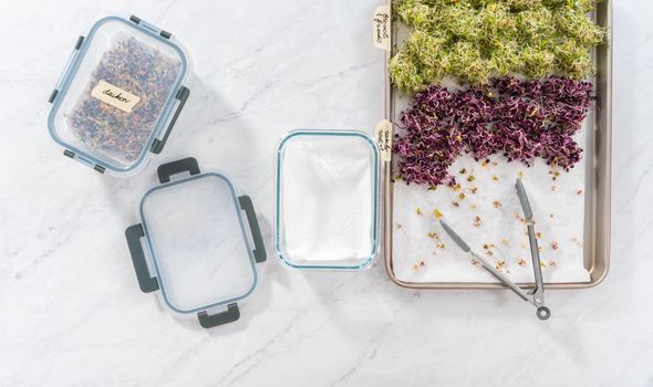 Day 6. Flat lay. Packaging freshly harvested organic sprouts into a glass container lined with paper towels.