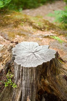 Image of Old tree stump covered with moss in the coniferous forest, beautiful landscape.