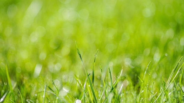 Close up image of fresh thick grass with water drops in the early morning