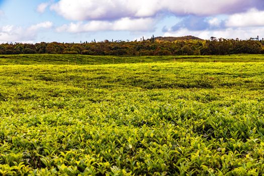 Tea is an important raw material that is traded around the world