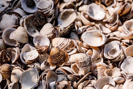 Mussels are also found in fresh watercourses and were introduced to the Rhine from Asia
