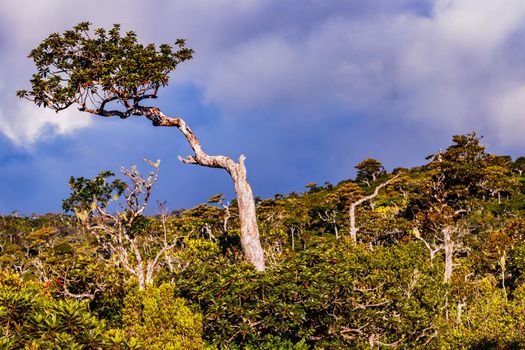 The green nature of the rainforest on the island of Mauritius is overwhelming and inspiring