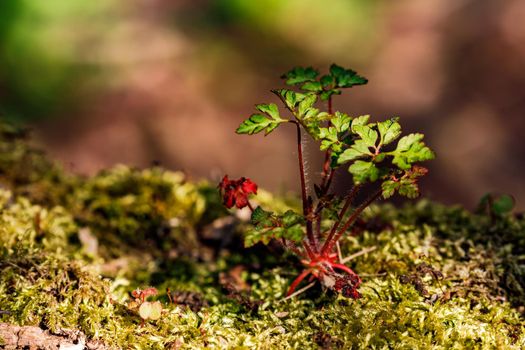 Despite the shade, the undergrowth offers its own habitat for many plants and living beings