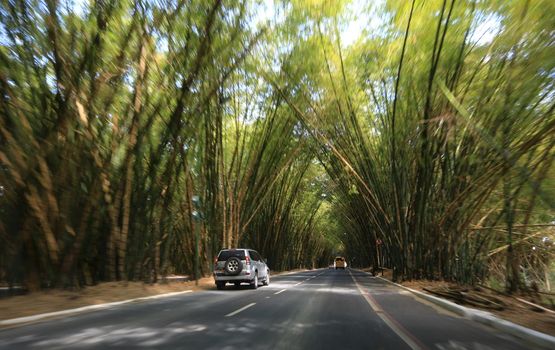 salvador, bahia, brazil - september 13, 2016: vehicles transiting in a bamboo grove at the entrance to the airport of the city of Salvador.
