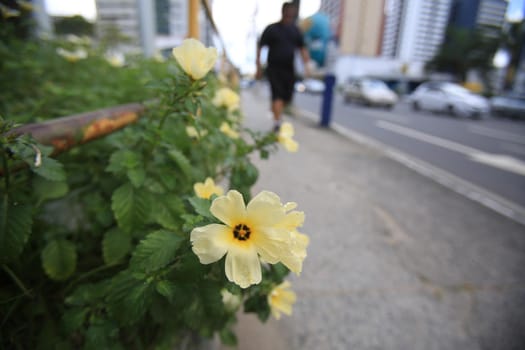 salvador, bahia / brazil - september 21, 2016: Flowers are seen at the Tancredo Neves Avenue flowerbed in the city of Salvador.