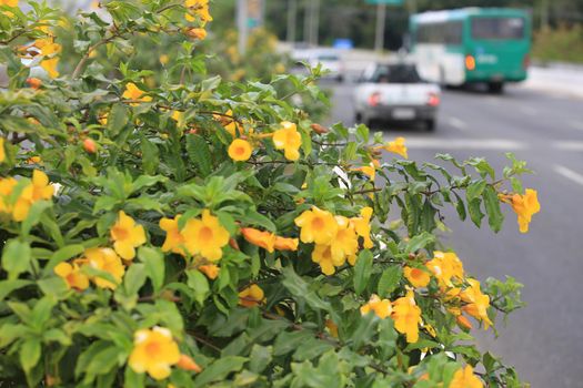salvador, bahia / brazil - September 21, 2016: Flowers are seen at the Luiz Edurardo Magalhaes Avenue flowerbed in the city of Salvador.