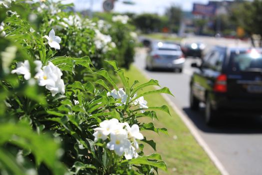salvador, bahia / brazil - september 21, 2016: Flowers are seen at the Tancredo Neves Avenue flowerbed in the city of Salvador.