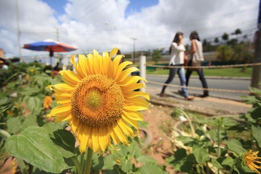 salvador, bahia / brazil - September 21, 2016: Sunflower flowers are seen on a public road near a bus stop in the city of Salvador.