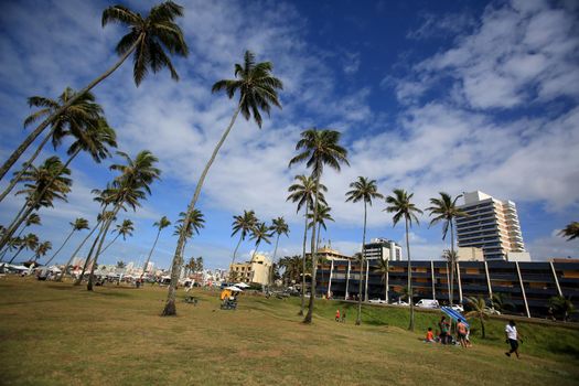 salvador, bahia / brazil - september 18, 2016: coconut trees in the Jardim de Alah region in the city of Salvador.





