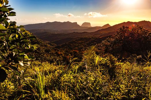 Rainforest and lush nature on the island of Mauritius glow in the light of the evening sun